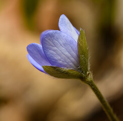 violet flower of common hepatica aka liverwort, kidneywort or pennywort (Anemone hepatica)