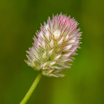 detail flower of hare's-foot, rabbitfoot, stone or oldfield clover (Trifolium arvense)