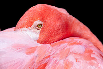 Extreme Close Up of a Flamingo Face 