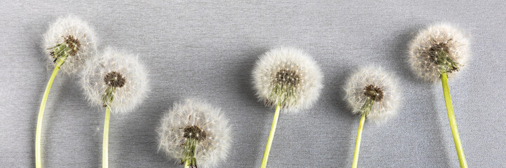 Soft fluffy dandelions with white seeds on a light gray background with space for text. Banner. Copy space, flat lay
