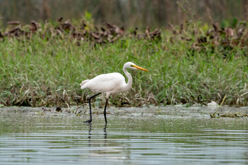 Intermediate egret or Ardea intermedia observed in Gajoldaba in West Bengal