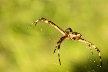 Aranha-de-prata chama assim (devido à cor prateada de seu cefalotórax) também conhecida aranha-dos-jardins. São Paulo, Brasil.  