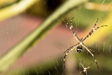 Aranha-de-prata chama assim (devido à cor prateada de seu cefalotórax) também conhecida aranha-dos-jardins. São Paulo, Brasil.  