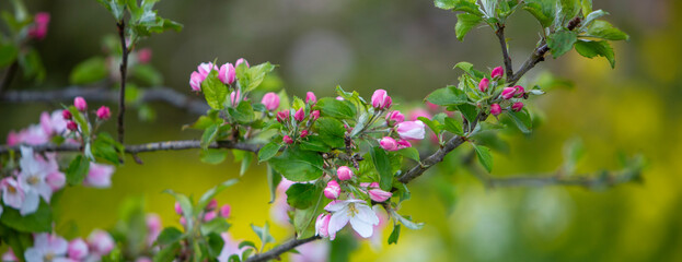 pink and white apple blossoms with yellow spring flowers in the background