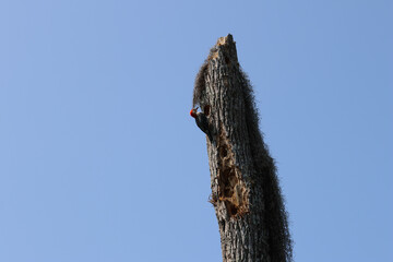 Red-bellied woodpecker making hole in a tree