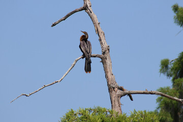 Anhinga perched on a tree