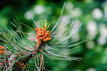 Green spruce branches, close-up. Green natural background.