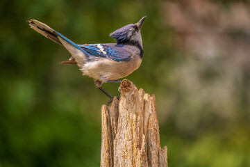 Blue Jay  gobbles some seeds