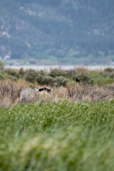 Wild Horses and Birds near Washoe Lake, Nevada