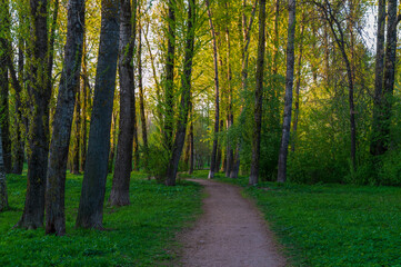 A path in a spring park