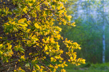 Young leaves on a tree in the rays of sunset. Natural beautiful background.