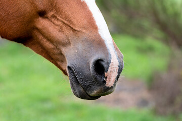 It is touching to see the sensitivity in the eyes of the horses
