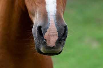 It is touching to see the sensitivity in the eyes of the horses