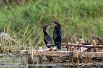 Little cormorant or Microcarbo niger observed in Gajoldaba in West Bengal, India
