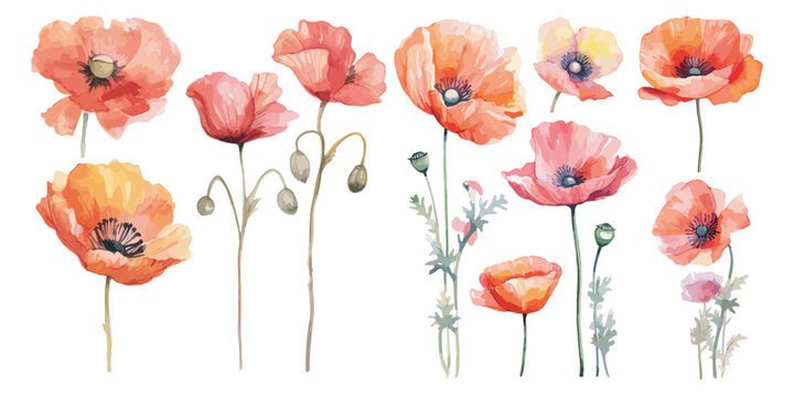 watercolor red poppy clipart for graphic resources