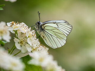 A Black-veined White Butterfly. It went extinct in the Uk in 1925. This one was seen in the Uk on 31.5.23 at Hutchinson's Bank, Croydon.