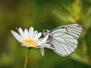 A Black-veined White Butterfly. It went extinct in the Uk in 1925. This one was seen in the Uk on 31.5.23 at Hutchinson's Bank, Croydon.