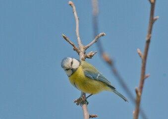 Cyanistes caeruleus aka blue tit is sitting on the tree in sunny spring day. Czech republic nature. Very commont bird in Czechia.