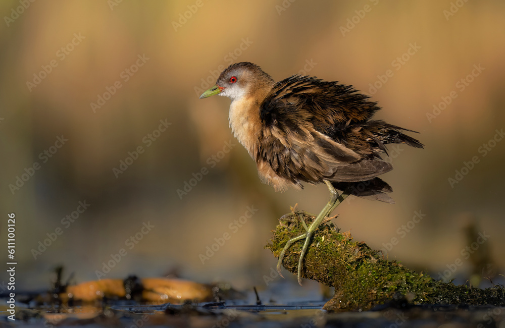 Poster little crake bird ( porzana parva ) - female