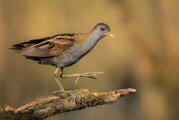 Little crake bird ( Porzana parva ) - male
