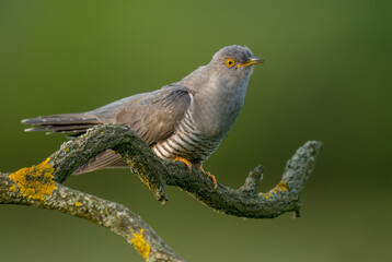 Common cuckoo bird close up ( Cuculus canorus )
