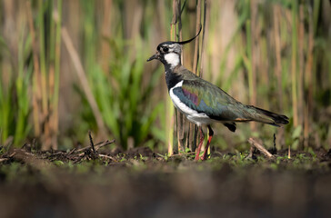 Northern lapwing bird close up ( Vanellus vanellus )