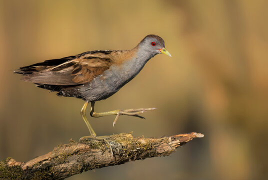 Little crake bird ( Porzana parva ) - male