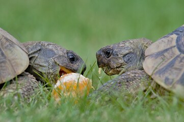 Two females of Testudo hermanni aka Hermann's tortoise are feeding on mandarin in the grass. Very commont tortoise in southern Europe. Very popular pet in Czech republic.	