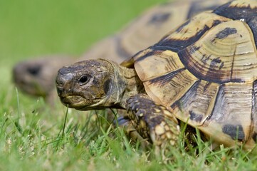 Portrait of of Testudo hermanni aka Hermann's tortoise in the grass. Very commont tortoise in southern Europe. Very popular pet in Czech republic.