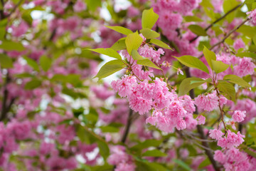 Sakura tree flowers in early spring. Blossoming season of cherry and plum trees. Background with selective focus