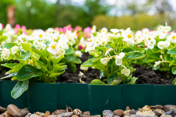 Flowers in the bed Begonia. Greening the urban environment. Background with selective focus