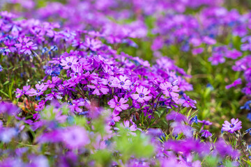 Obraz premium Flowers in a flowerbed Phlox subulate. Greening the urban environment. Background with selective focus