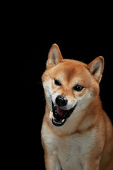 funny dog snarls on a black background. Shiba Inu is worth a muzzle in studio 