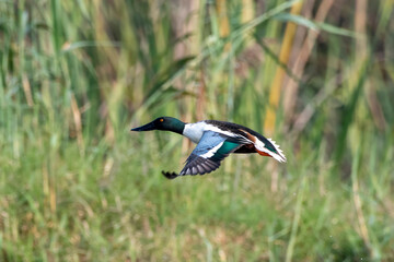 Northern shoveler or Spatula clypeata observed in Gajoldaba, West Bengal, India