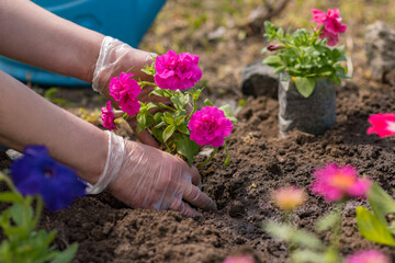 gardener planting pink petunias in the garden