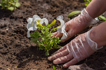gardener planting white petunia flowers