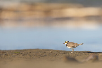 Little ringed plover in the Italian coast. Giulianova, Italy.