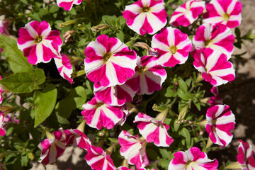 pink flowers in the garden