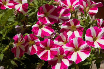 pink flowers in garden