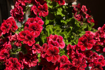 red tulips in garden