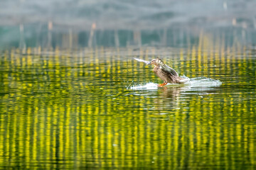 duck in the water