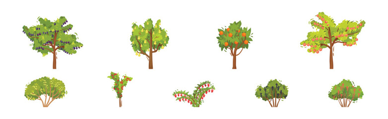 Fruit and Berry Tree and Bush with Green Crown and Trunk Vector Set