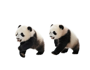 Fototapeta premium Giant Panda cubs playing in various positions in Wildlife-themed, photorealistic illustrations in a PNG, cutout, and isolated. Generative AI
