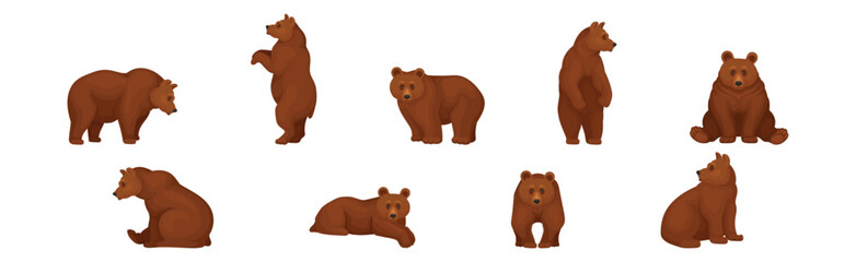 Obraz premium Large Brown Bear in Different Pose Vector Set