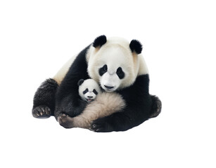 Fototapeta premium a Giant Panda bear, Momma with baby, snuggling together, Nature-themed, photorealistic illustrations in a PNG, cutout, and isolated. Generative AI