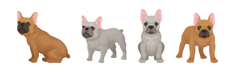 French Bulldog Breed in Different Poses Vector Set