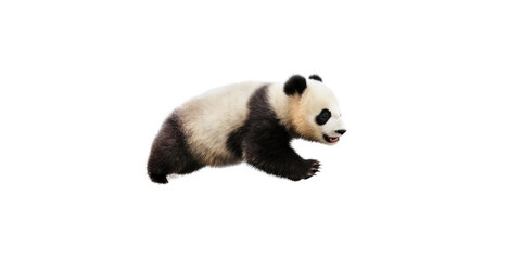 Obraz premium a cute Giant panda bear cub in motion, running, Wildlife-themed, cutout, isolated, photorealistic illustrations in a PNG. Generative AI