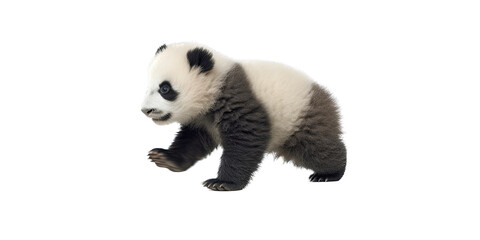 Obraz premium a cute Giant panda bear cub in motion, running, Wildlife-themed, cutout, isolated, photorealistic illustrations in a PNG. Generative AI
