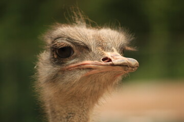 close up of an ostrich