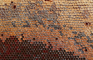 Honeycomb with honey, old honey background and texture